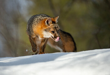 Cross Fox in Winter