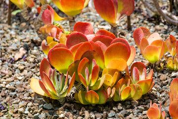 Red and yellow cactus