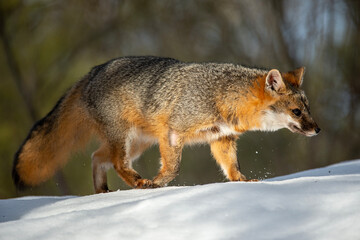 Cross Fox in Winter