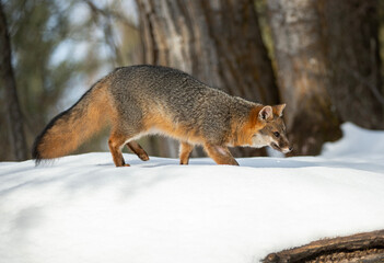Cross Fox in Winter