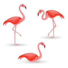 flamingo bird vector illustration design
