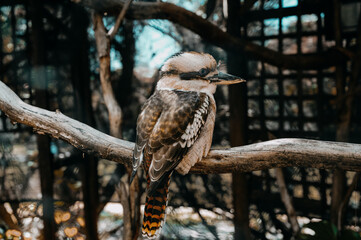 Animals and Wildlife in Perth Australia