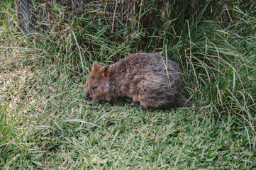 Animals and Wildlife in Perth Australia