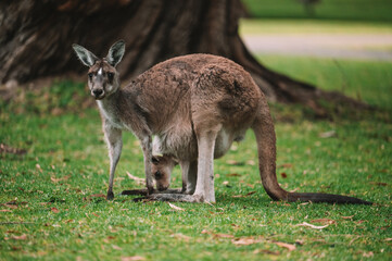Naklejka na ściany i meble Animals and Wildlife in Perth Australia