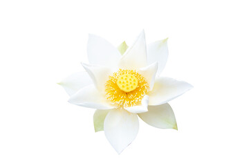 White Lotus flower beautiful isolated cutout PNG. Dubbed as "Queen of water plants" symbol of goodness. Is one of most popular flowers around world. Both planted as flowers, ornamental plants