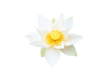 White Lotus flower beautiful isolated cutout PNG. Dubbed as "Queen of water plants" symbol of goodness. Is one of most popular flowers around world. Both planted as flowers, ornamental plants