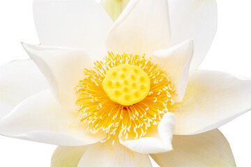 Photo of lotus pollen flower white, yellow beautiful. isolated cutout PNG background. Dubbed as...