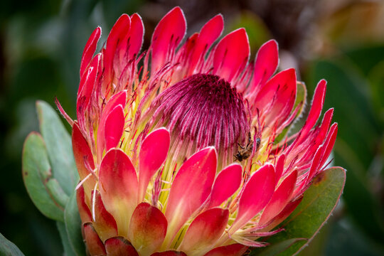 Closeup of a protea sp. flower and bee. Hermanus, Whale Coast, Overberg, Western Cape, South Africa.