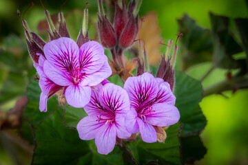 Beautiful pink wild malva or hooded-leaf pelargonium (Pelargonium cucullatum). Hermanus, Whale...