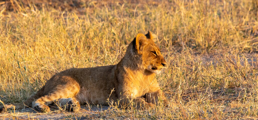 Fototapeta na wymiar Lion cub lazes in the early morning sunlight in the wilderness