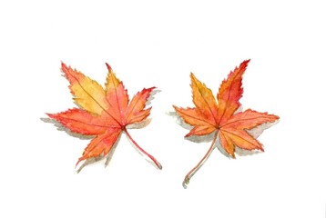 赤いもみじの葉