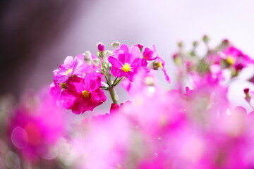 Fototapeta na wymiar 春の美しいピンクの草花