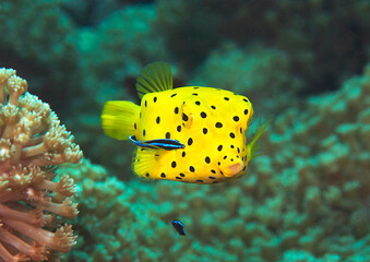 Yellow boxfish  ( Ostracion cubicum ) being cleaned by bluestreak cleaner wrasse ( labroides...