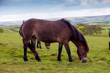 Fototapeta na wymiar Exmoor Ponys