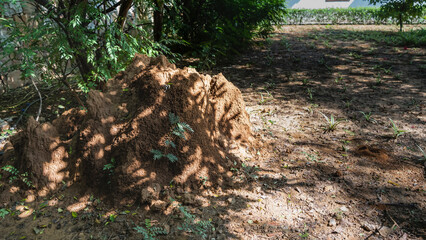 A large termite mound in the shade of trees. The dwelling of insects is made of clay. Grass grows all around. India. Sariska National Park