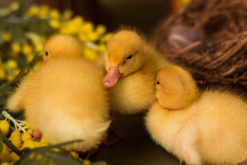 Yellow ducklings close-up among mimosa flowers.Happy Easter and spring concept.