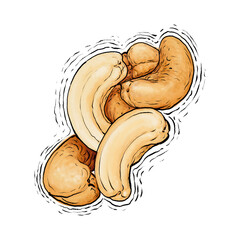 Cashew nut drawing illustration