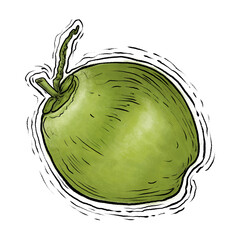 Coconut fruit drawing illustration