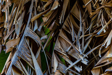 dry palm leaf close up