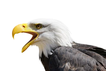 Foto op Plexiglas Portrait of a Bald Eagle (Haliaeetus Leucocephalus) isolated on transparent background, PNG.   © vencav