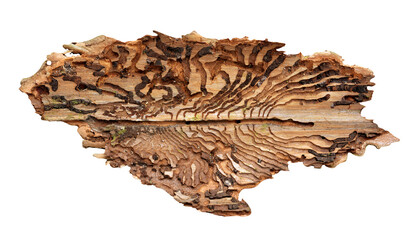 Spruce bark with pattern from bark beetles (Ips Typographus) isolated on transparent background, PNG.
