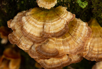Striped bracket fungus in Shenipsit State Forest in Somers, Connecticut.