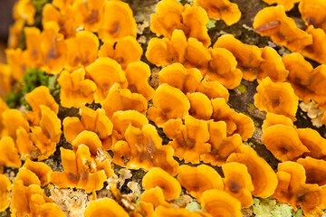 Orange bracket fungus on dead tree in Somers, Connecticut.