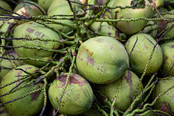 close green coconut bunch