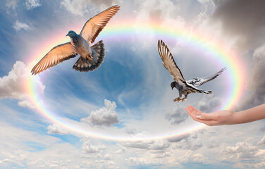 Freedom and peace concept - The woman hands free the pigeon into the sky