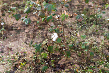 Cotton plant closeup in Karnataka India