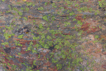 stone with moss closeup