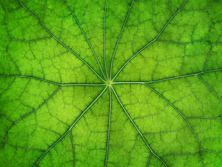 The texture of a part of a green leaf. Symmetrical pattern. Macro background. Natural background. View from above. Copy space
