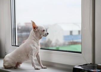 A small beautiful dog of the Chihuahua breed carefully looks out the window, sitting alone on a white windowsill. Day, studio shooting.