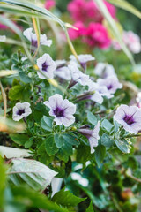 summer flowers in the garden