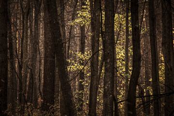 Fototapeta premium Trunks of trees in a dense forest.