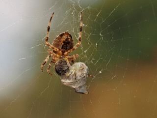PA926213 cross orb weaver spider, Araneus diadematus, with prey wrapped in silk cECP 2022