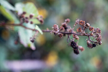 Spruce with dry brown flowers and green blurred background.