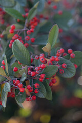 Waterer's cotoneaster, is a large evergreen shrub belonging to the genus Cotoneaster. It is an artificial hybrid, initially of frigidus, henrianus and salicifolius. Selective Focus  Fruits.