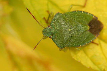 Closeup on a green shield bug, Palomena prasina , sitting on a yellow leaf in the garden