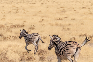 Fototapeta na wymiar Telephoto shot of two Burchell's Plains zebras, Equus quagga burchelli, running on the plains of Etosha National Park, Namibia.