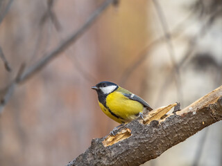 Fototapeta premium Cute bird Great tit, songbird sitting on the branch with blured background