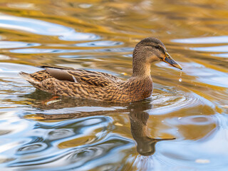 Mallard female Duck swims in the pond.