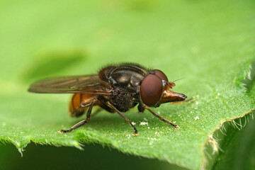 Closeup on the common Snout-hoverfly, Rhingia campestris sitting on a green leaf