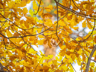 Oak branches with yellow leaves in autumn park