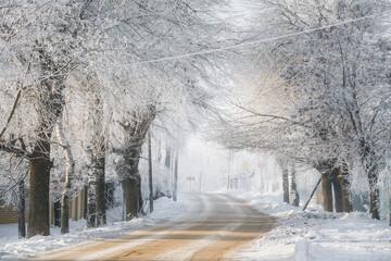 winter road, trees in the snow, white way