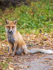 Close up of a red fox Vulpes vulpes, sitting on a path in the forest.