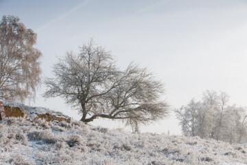 view of the snowy forest, winter nature