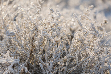 textures, christmas background, close-up, snow grass patterns, highlights