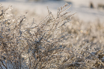 Obraz premium textures, christmas background, close-up, snow grass patterns, highlights