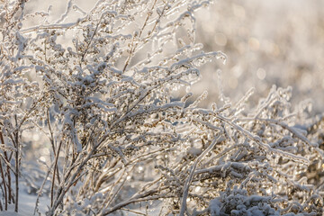 textures, christmas background, close-up, snow grass patterns, highlights